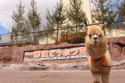 ○○○祭りイメージ